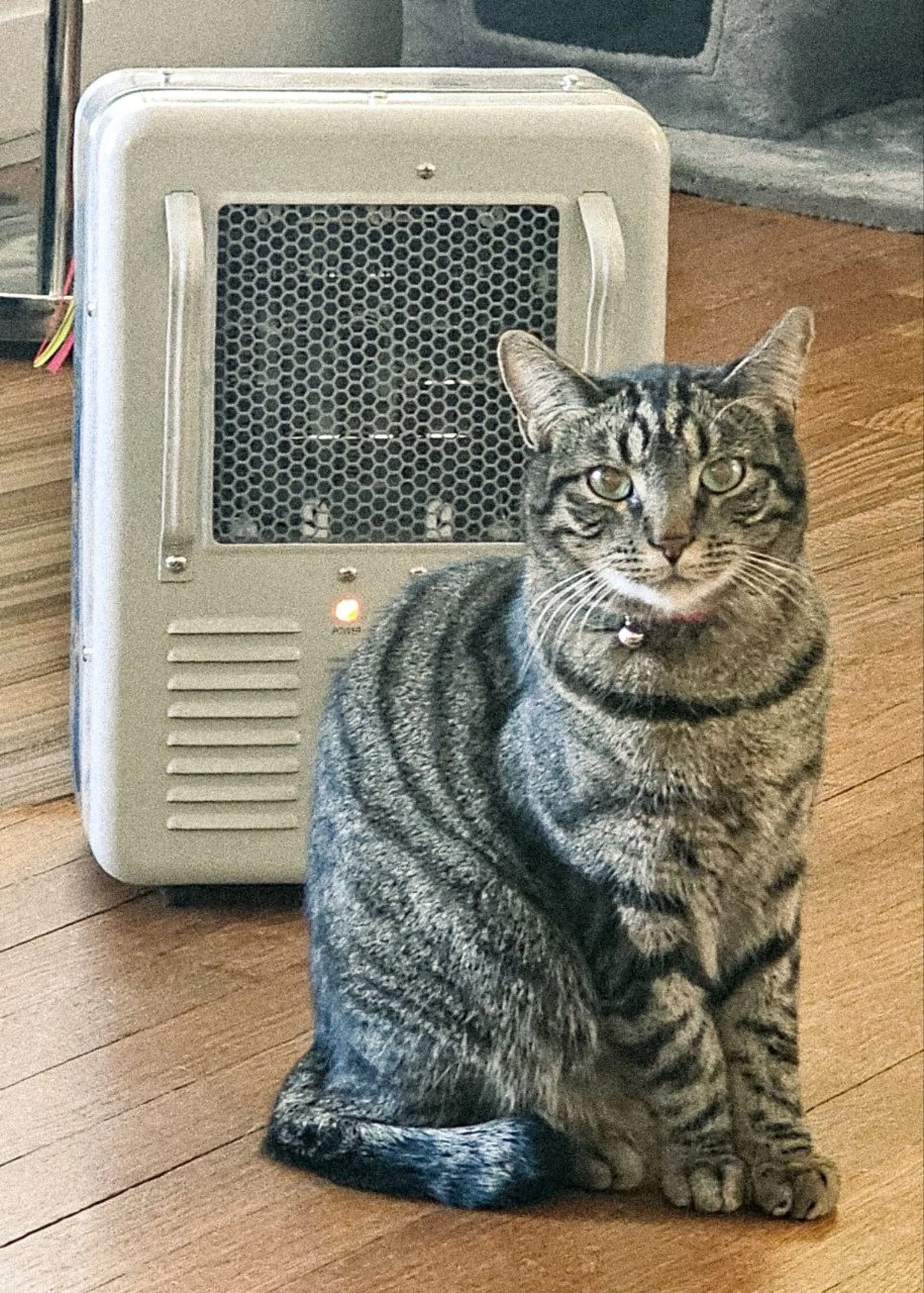 Oliver the tabby cat sitting next to a space heater